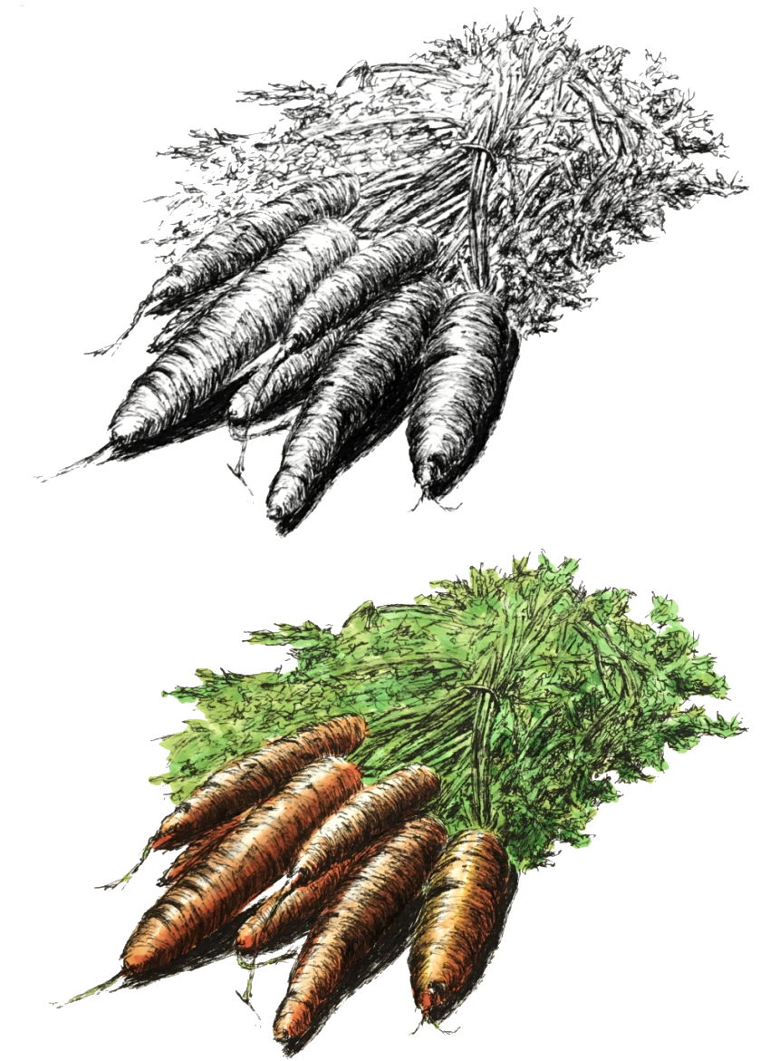 Realistic pen drawing of carrots, colored with markers