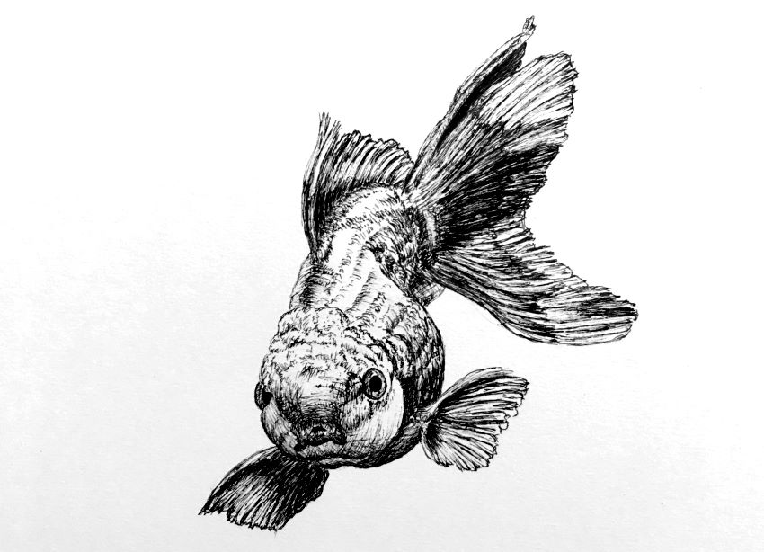 Goldfish drawing with Winsor & Newton fine liner