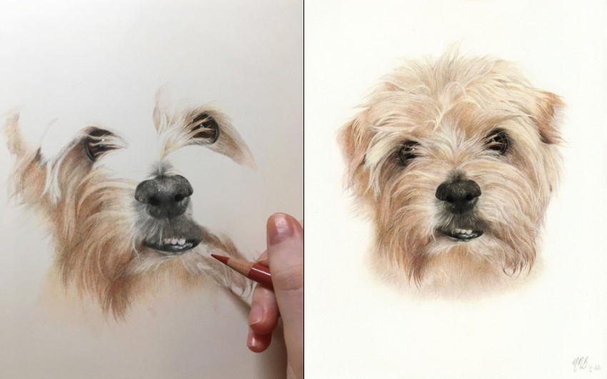 Dog drawing with coloured pencils by Molly Moira