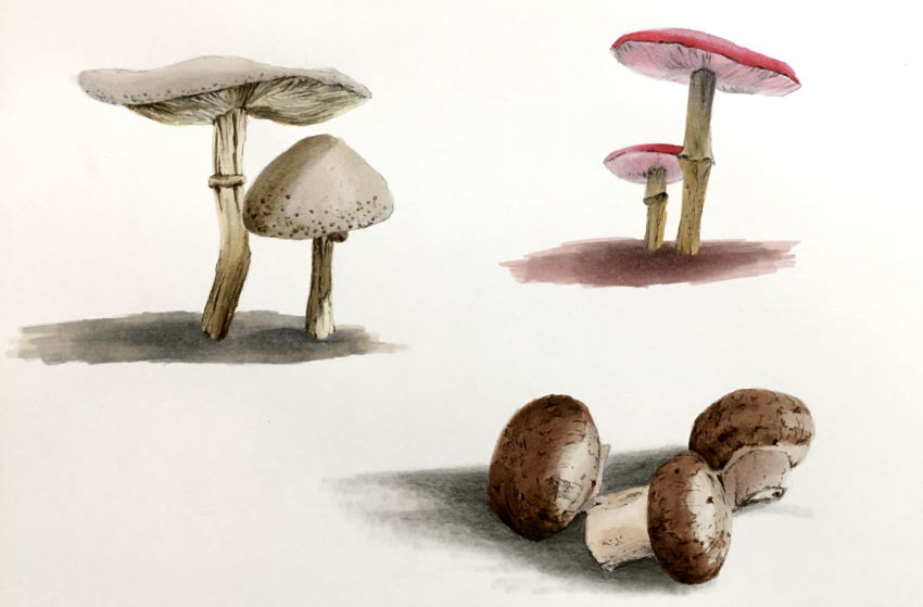 Drawing of mushrooms with Ohuhu markers