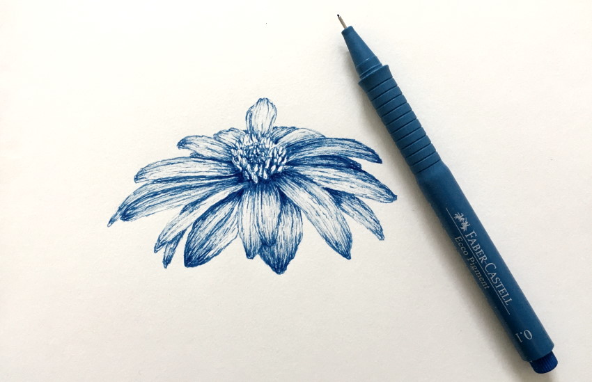 Drawing of an anemone blanda flower with blue pen