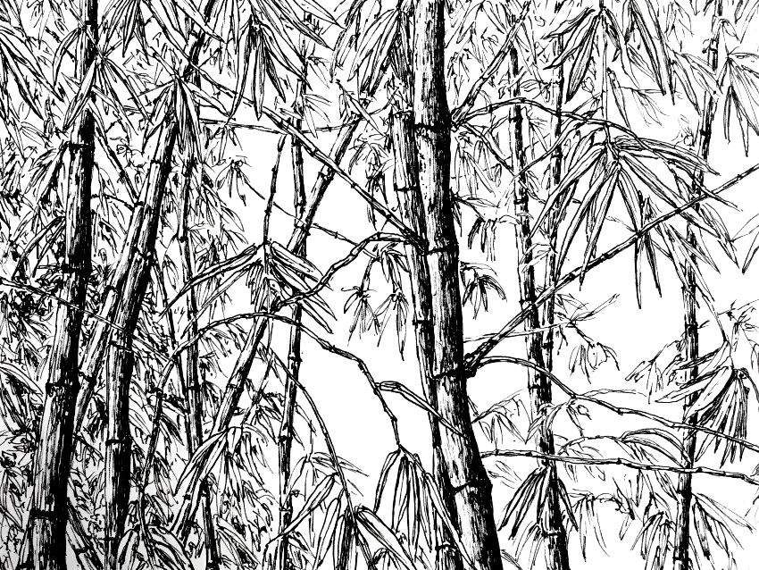 Bamboo trees pen drawing
