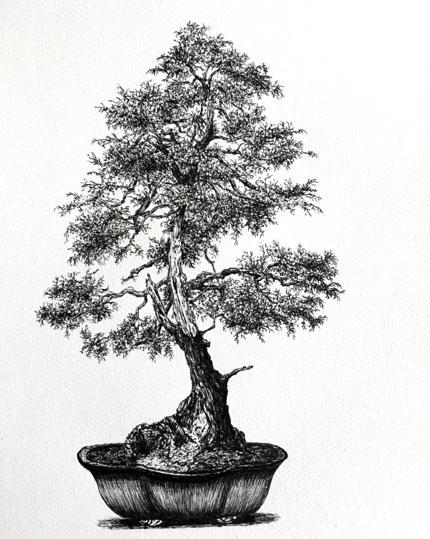 Рисунок ручкой, дерево бонсай
