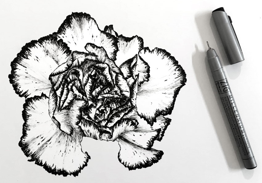 Рисунок ручкой цветка гвоздики