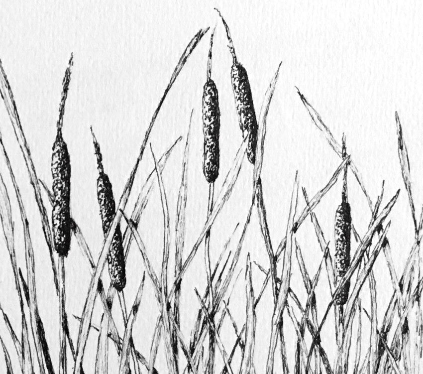 Cattail (Typha) realistic pen drawing