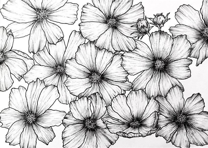 Pen and ink drawing for cosmos flowers