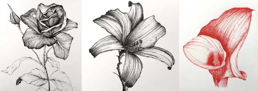 Guide for drawing flowers with pen and ink