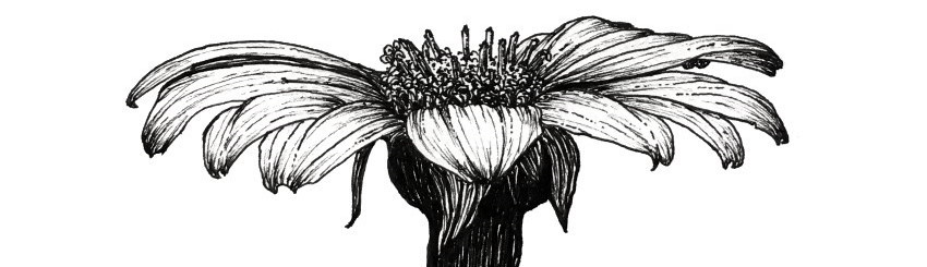 Рисунок цветка ручкой с боковой стороны