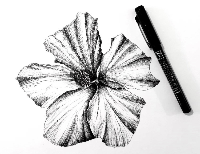 Рисунок пером цветка гибискуса с использованием штриховки