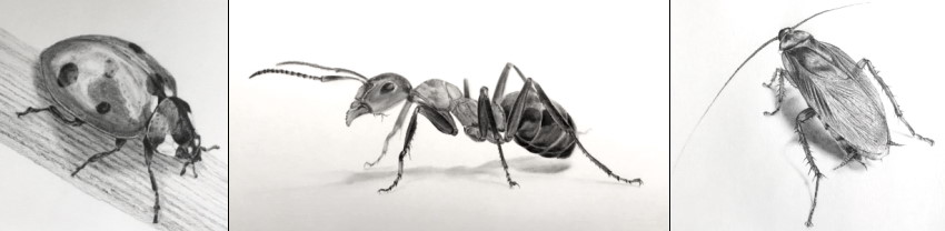 Примеры из руководства по рисованию насекомых