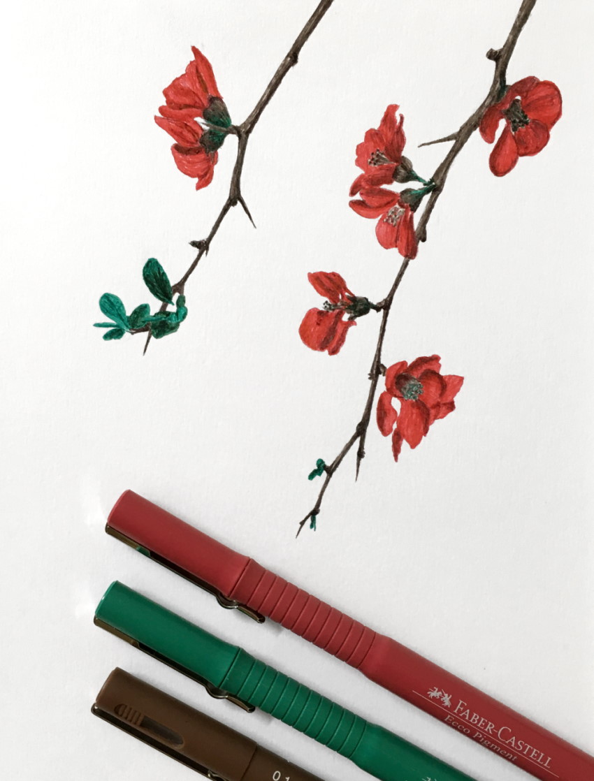 Japanese quince flowers drawing with colored pens