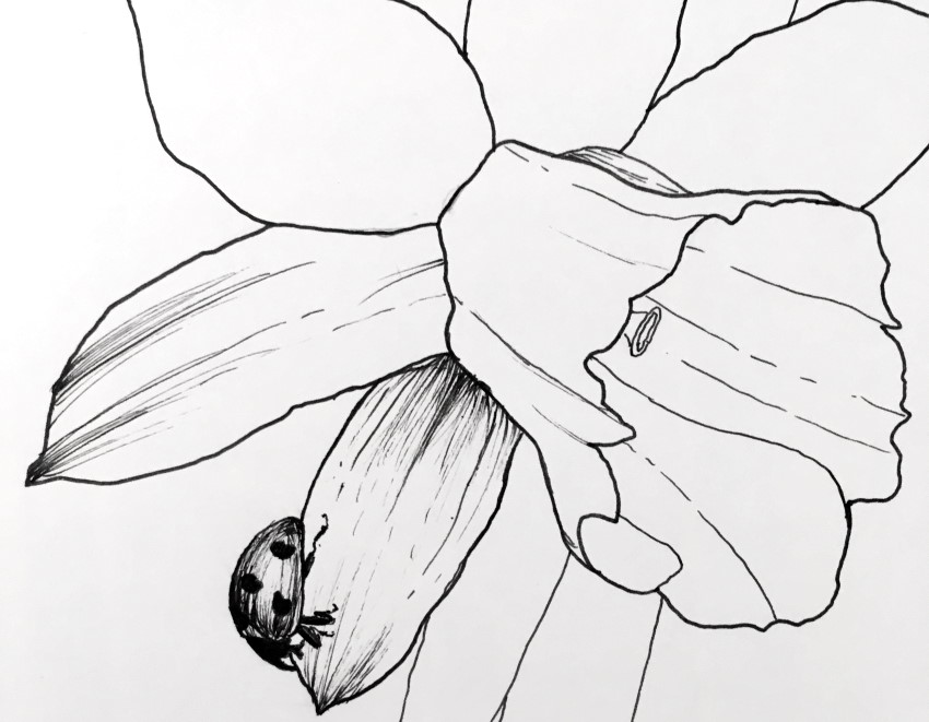 Pen drawing of a ladybug