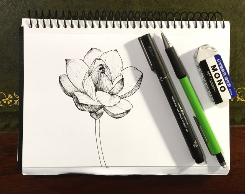 Lotus flower pen and ink drawing