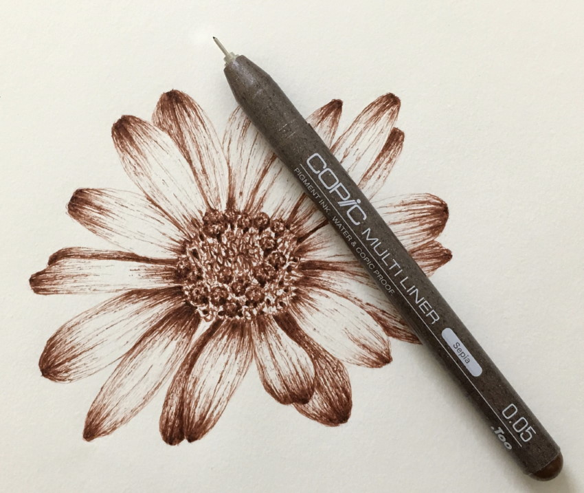 Argyranthemum, margerite с рисунком сепиевой ручкой