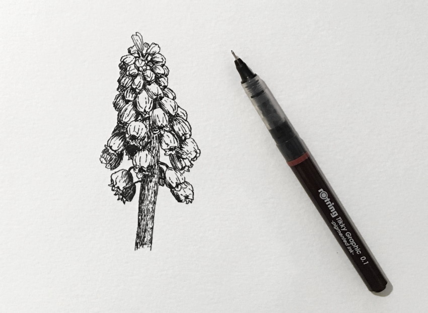 Muscari pen drawing, aka grape hyacinth
