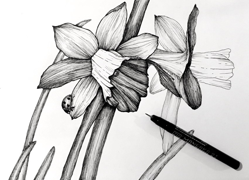 Pen drawing of narcissus flowers & a ladybug