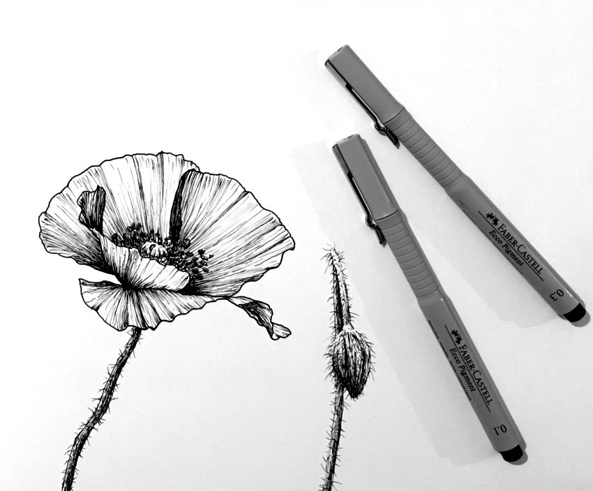 Poppy flower pen and ink drawing