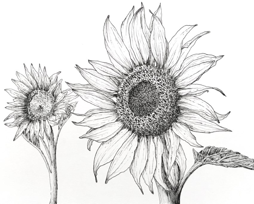 How To Draw A Realistic Sunflower Easy : So, pick darker strokes and/or