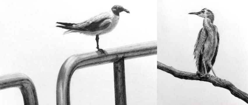 Drawing of birds with texture done using pencils