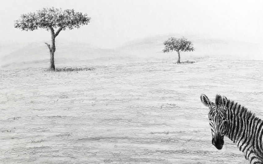 Zebra and trees graphite drawing