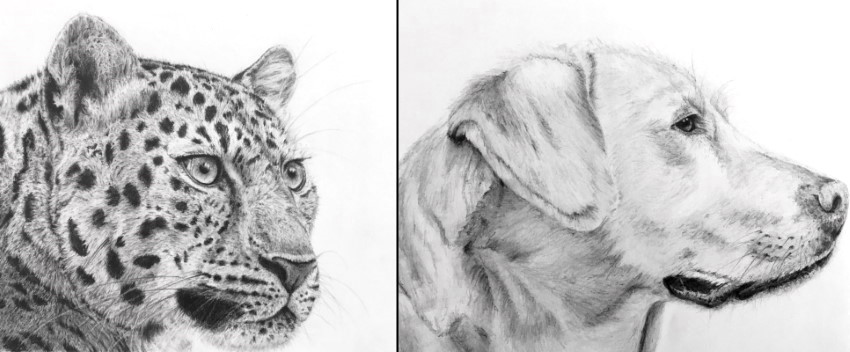 Realistic graphite drawings of the animal kingdom