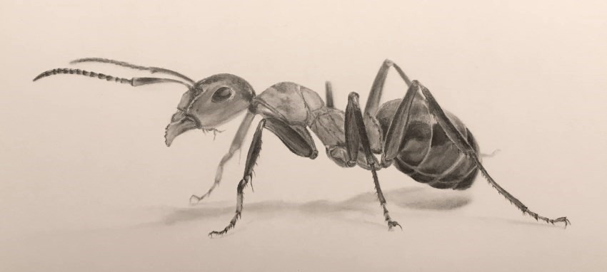 Insects Pencil Drawings