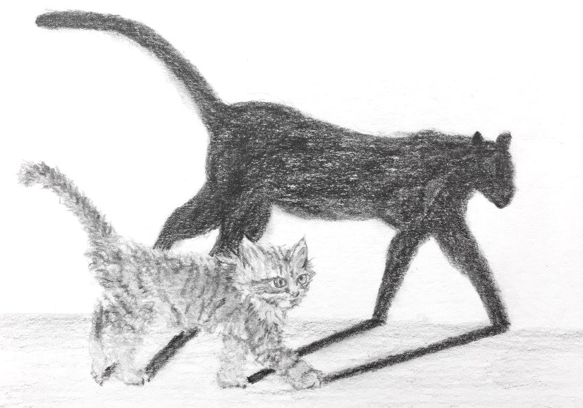 Cat and shadow sketch with mechanical pencil