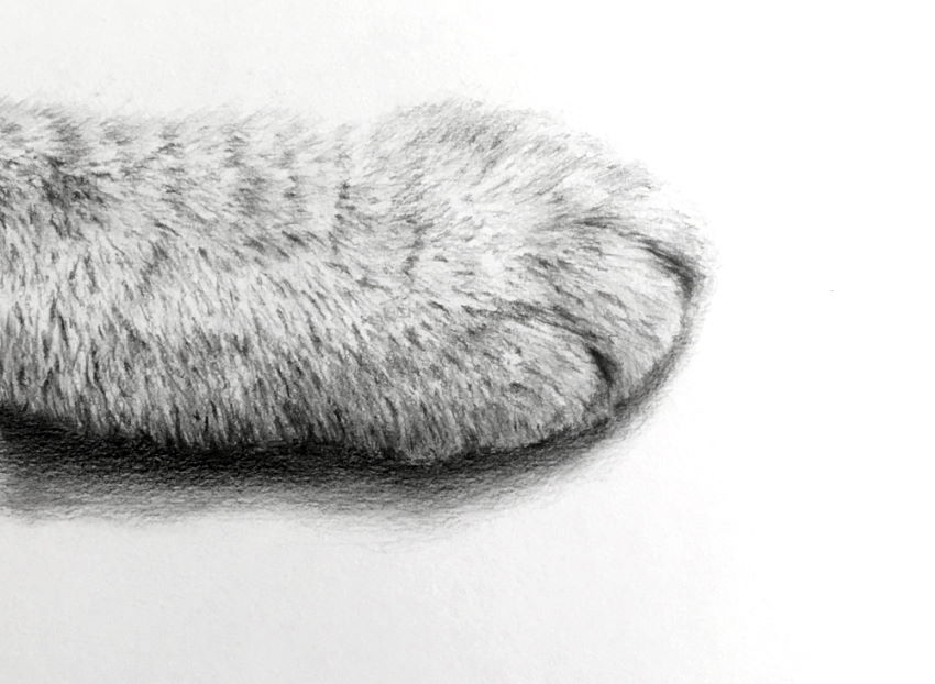 Realistic pencil drawing of a cat paw