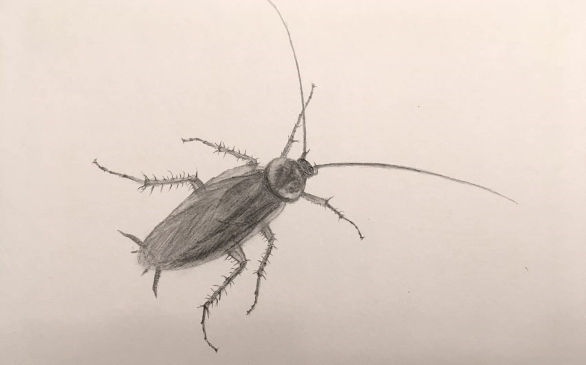 A pencil sketching of a cockroach