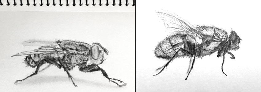 Flies pencil drawing, side view