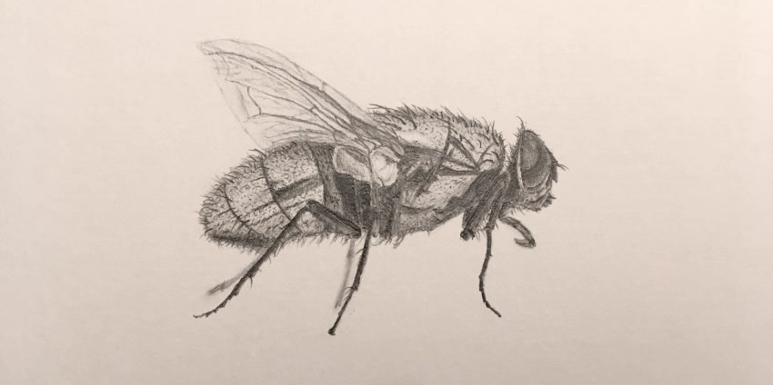 A sketching of a fly, insects drawing