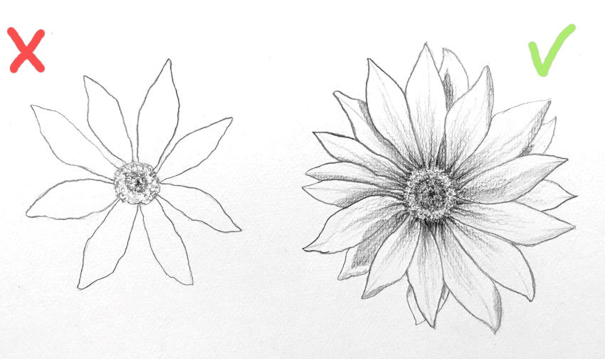 Gazania flower front view pencil drawing