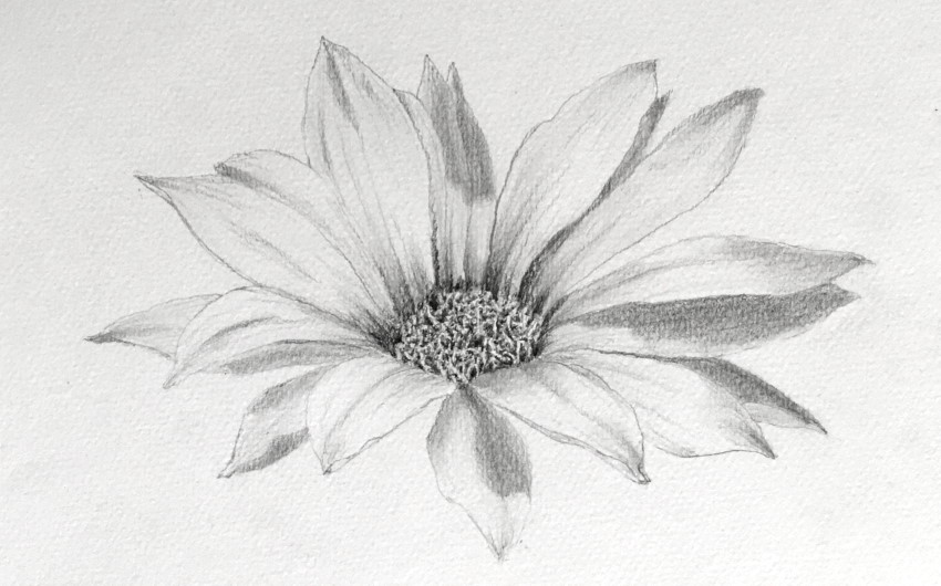 Gazania flower pencil drawing, side view
