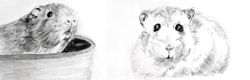 Pencil sketches of a Guinea pig and a hamster