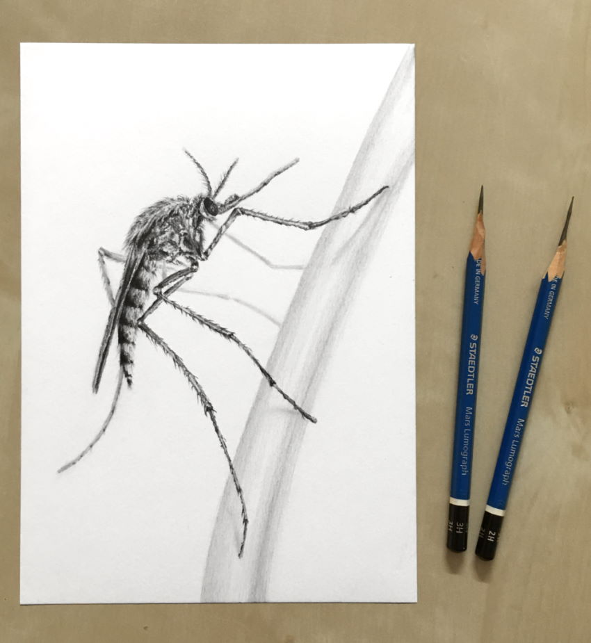 A pencil drawing of a mosquito