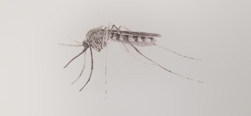 Mosquito pencil sketching. Insect drawing.