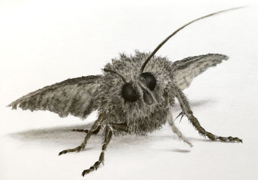 Graphite pencil and marker drawing of a moth