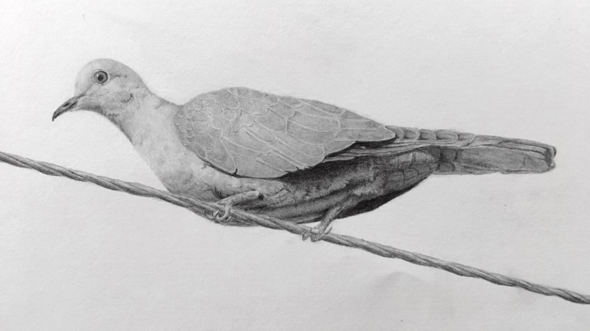 一只鸽子的现实铅笔素描