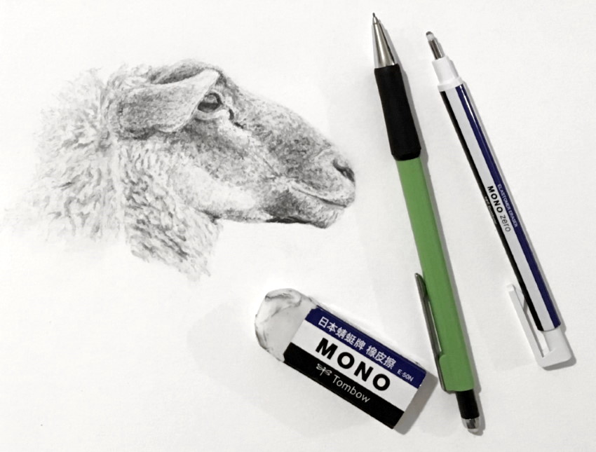 A pencil sketch of a sheep
