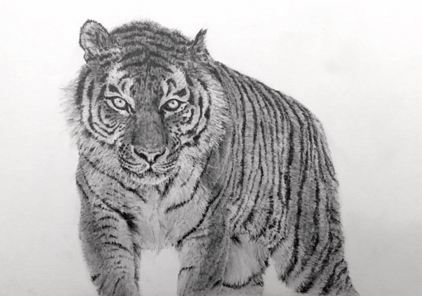老虎的现实铅笔素描