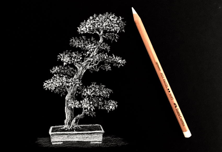 Bonsai tree drawing with white pencil