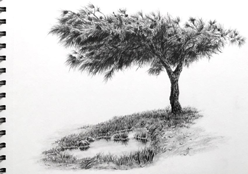 Graphite drawing of a tree and a pond