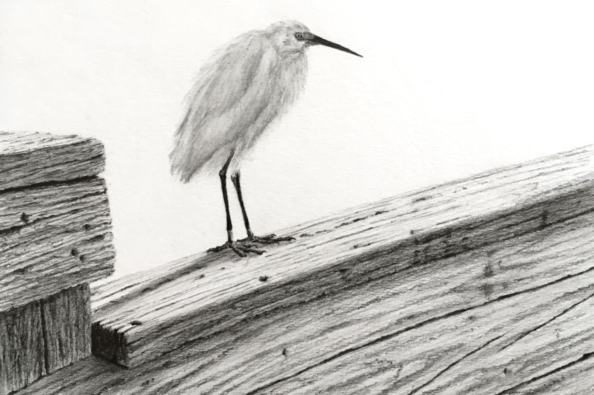 Realistic drawing of a snowy egret standing on wood