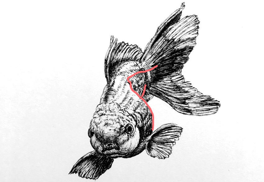 Overlapping in a fish pen drawing