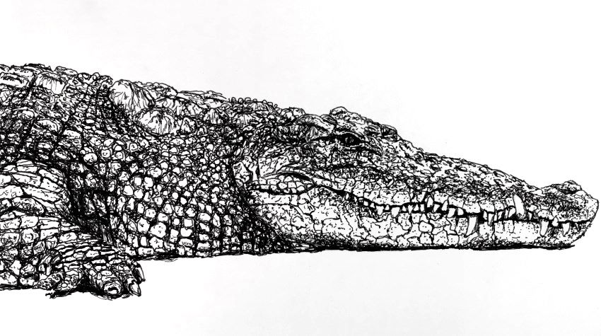 Crocodile drawing with Edding 1800 Profipen