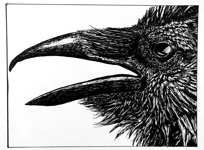 Crow pen and ink drawing