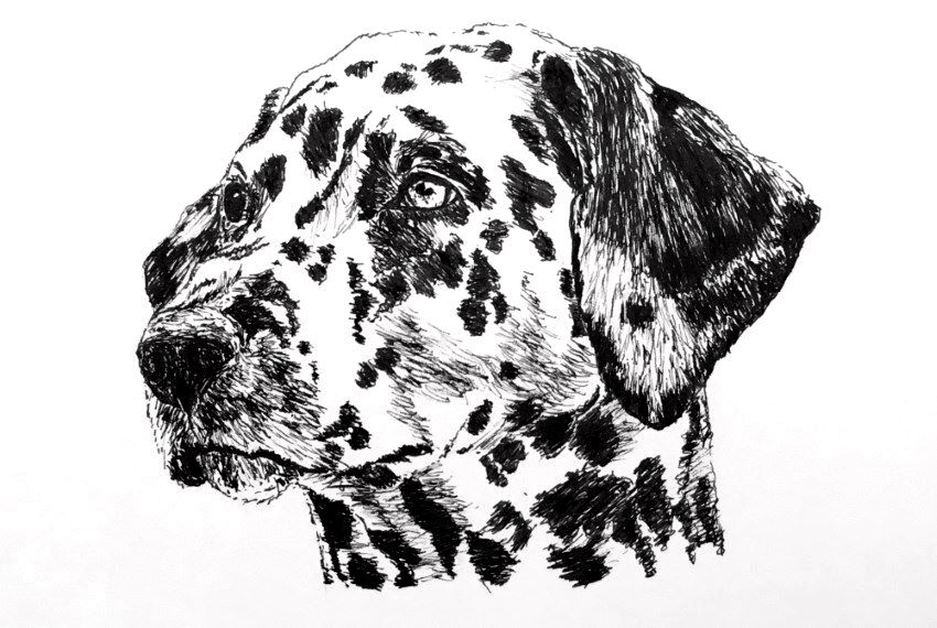 Pen and ink Dalmatian dog drawing