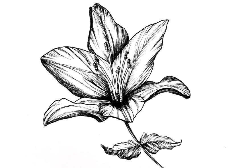 Pen and ink drawing of a flower