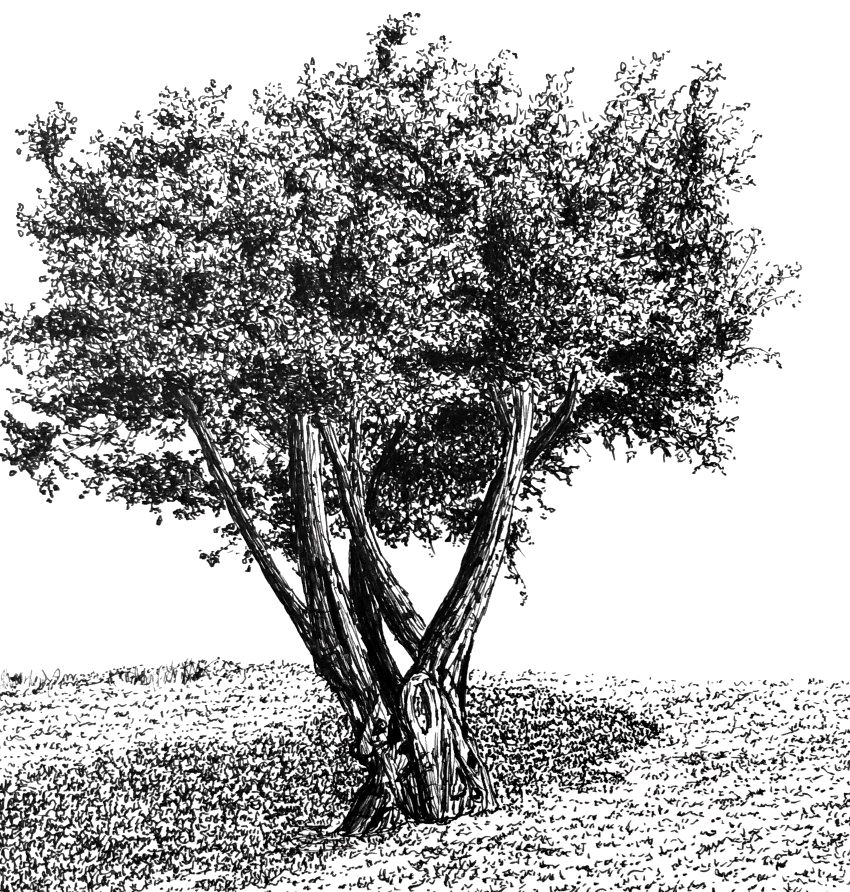 Pen and ink drawing of an olive tree