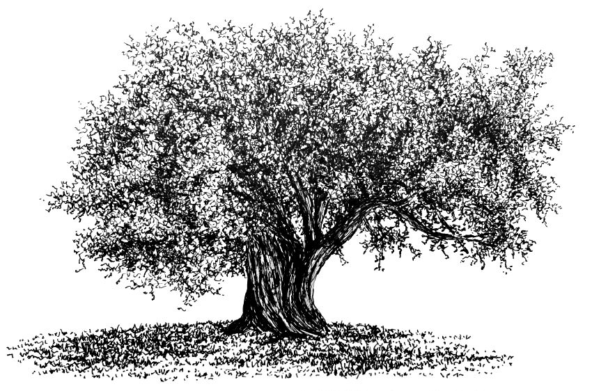 Pen drawing of an olive tree & shadow